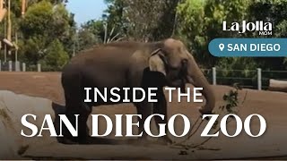Inside the San Diego Zoo: Highlights and Tips from La Jolla Mom
