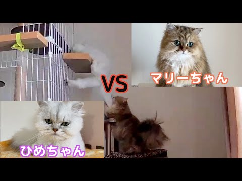 【ペルシャ猫】ひめちゃん危機一髪💦ホンマにホンマに大ピンチ‼️