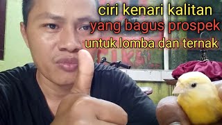 Cara memilih kenari kalitan yang bagus