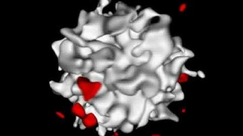 Hypertextured implicit surface I (Manuel Gamito)