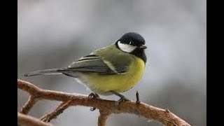Строение птицы. Биология 7 класс Строение птицы. Биология 7 класс