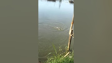 Câu cá tra - HỒ CÂU AO SEN