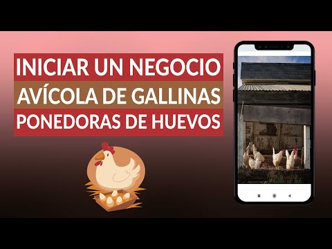 Cómo iniciar un NEGOCIO AVÍCOLA de gallinas ponedoras de huevos - Paso a paso