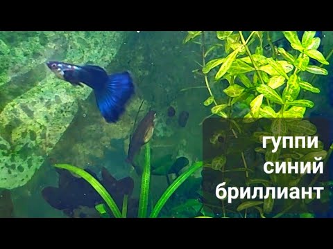 Гуппи синий бриллиант Poecilia reticulata