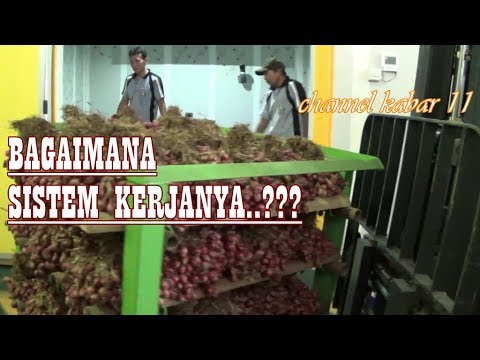 Video: Dill: Teknologi Pertanian, Varieti, Penyimpanan