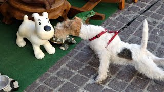 Flip et la bouteille. (Flip: WIRE FOX TERRIER).