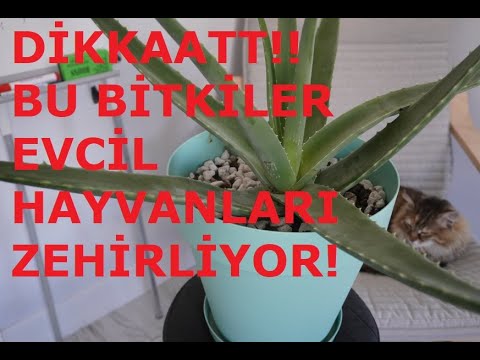 Video: Evcil Hayvanlar Için Tehlikeli Olan Bitkiler