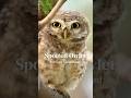 Spotted Owlet, F9 Park in Islamabad