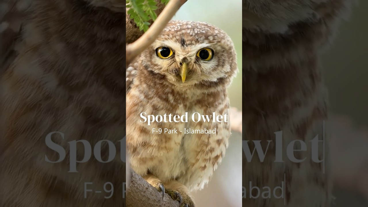 Spotted Owlet, F9 Park in Islamabad