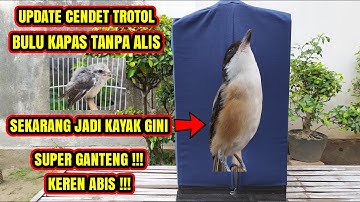 UPDATE CENDET TROTOL HAMPIR SELESAI MUTASI BULU DEWASA❗HASILNYA SUPER GANTENG❗