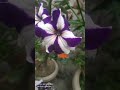 some beautiful pitunia in our garden