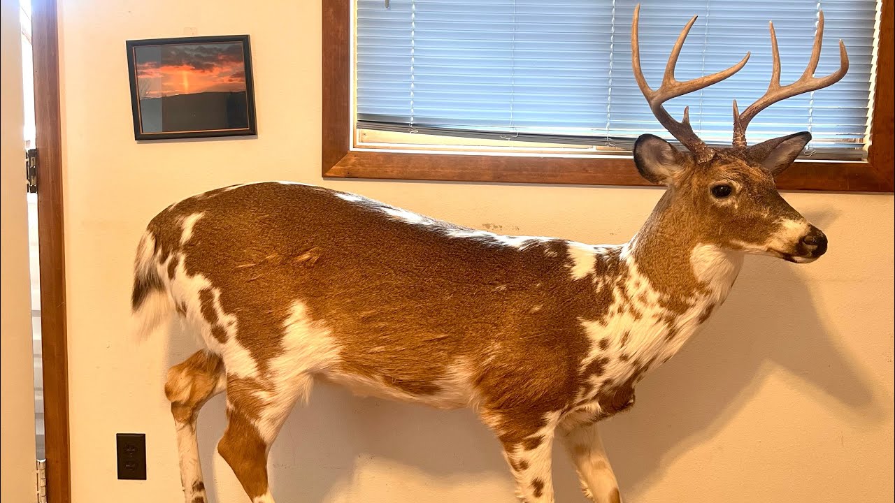 Piebald deer hunt story YouTube