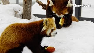 Which is faster? Red Panda~リンゴ早食い競争 レッサーパンダ