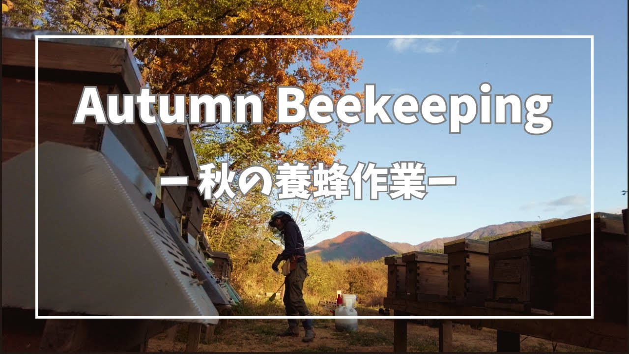 秋の養蜂作業ーAutumn Beekeeping