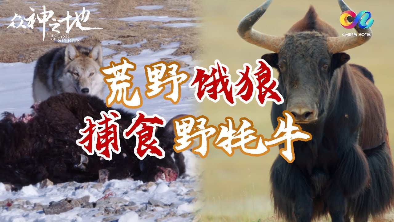 【ENGSUB】 猎杀时刻！荒野狼捕食野牦牛😱青海1600斤“牛魔王”下山  建议你踩紧油门赶紧走！| 众神之地 The Land of Spirits
