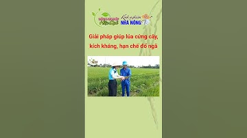 APN - GIẢI PHÁP GIÚP LÚA CỨNG CÂY, KÍCH KHÁNG, HẠN CHẾ ĐỔ NGÃ