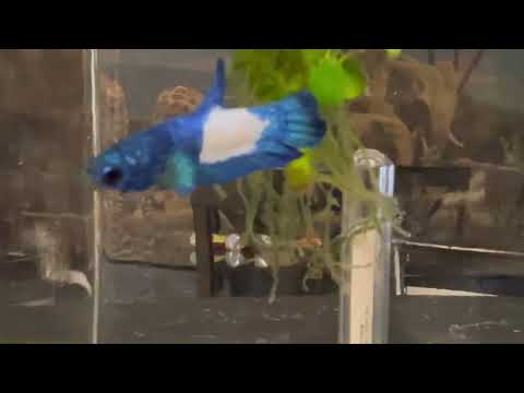 BLUE MARBLE BETTA!!!