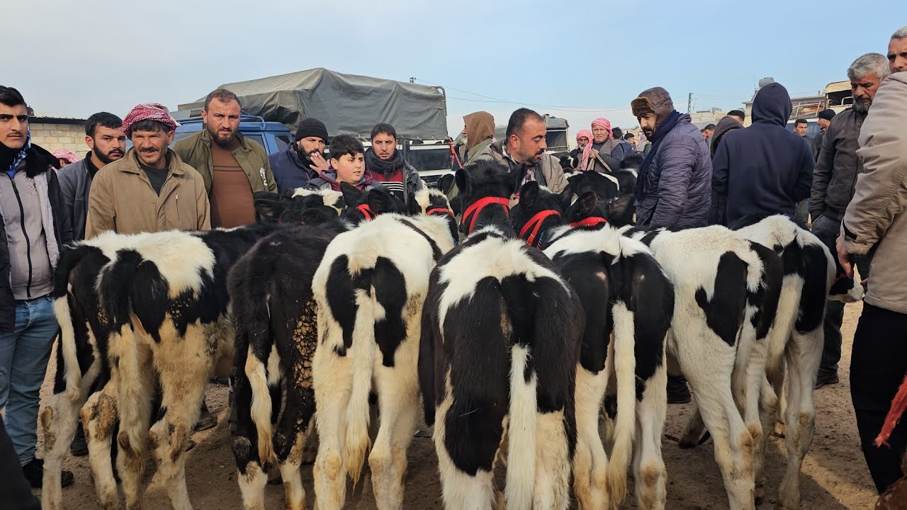 سوق البقر اليوم مدينة الدانا بكاكير عجول حركة السوق بتاريخ 2/3لتواصل معنا 352681111182+