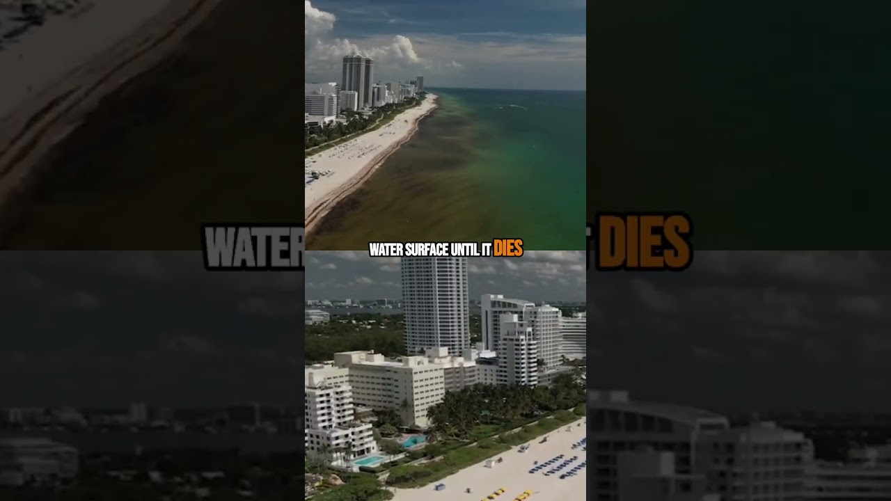 Swimming Through Sargassum In Miami 🌊😩 #miami #beach