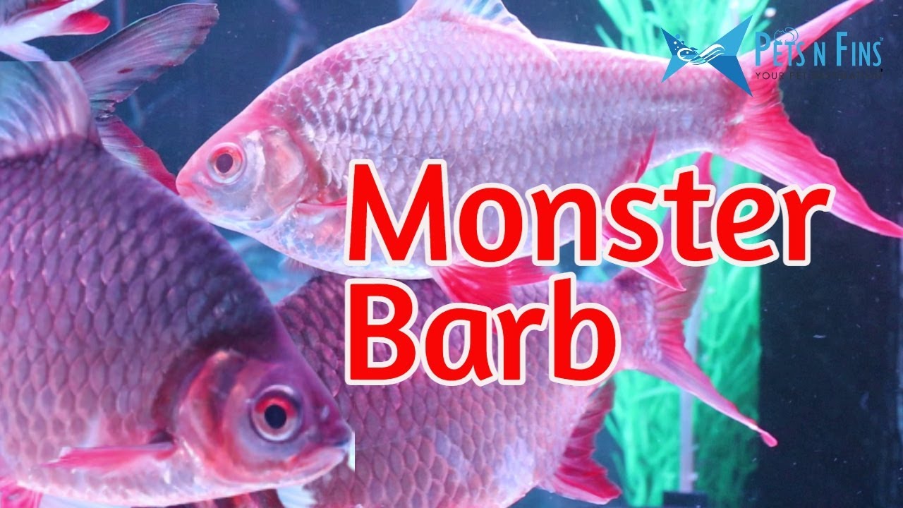 ടിൻഫോയിൽ മേടിച്ചു || 