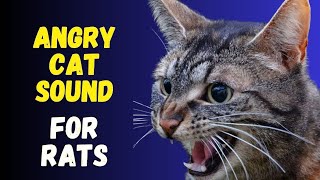 Cat sounds to scare mice away ⭐️ Rats will go away 🐁 cat sound effect