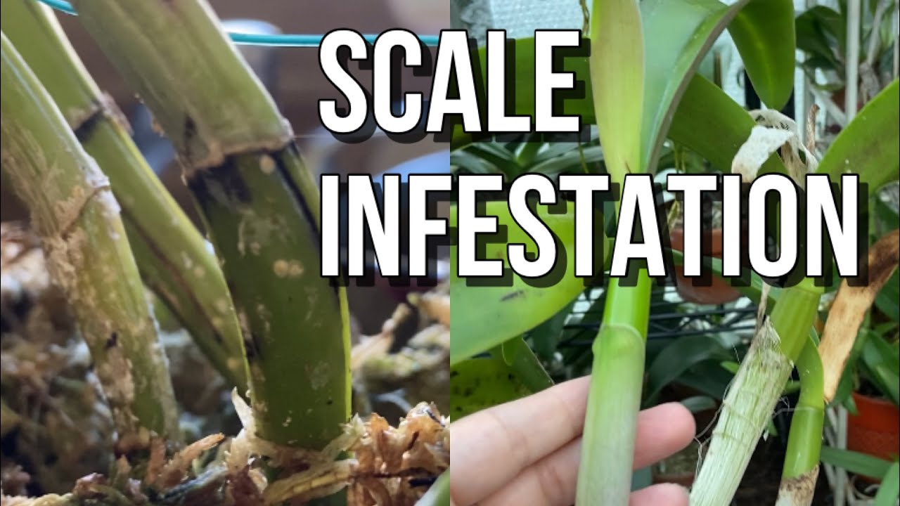 Scale Infestation & How I’m Getting Rid Of It. - YouTube