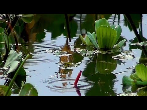 Video câu cá sặc rằn, cận cảnh cá nhúng phao xem sướng con... - youtube