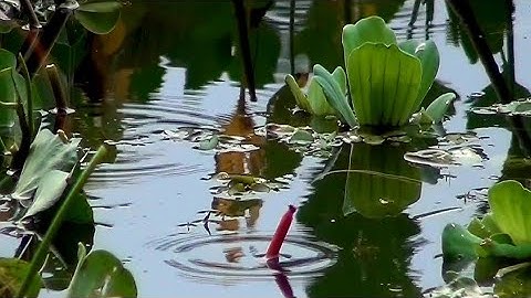 câu cá sặc rằn, cận cảnh cá nhúng phao xem sướng con mắt