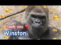 Thank you Winston 1972-2024 ❤️ ありがとうウィンストン　San Diego Safari Park CA USA サンディエゴ動物園　アメリカ