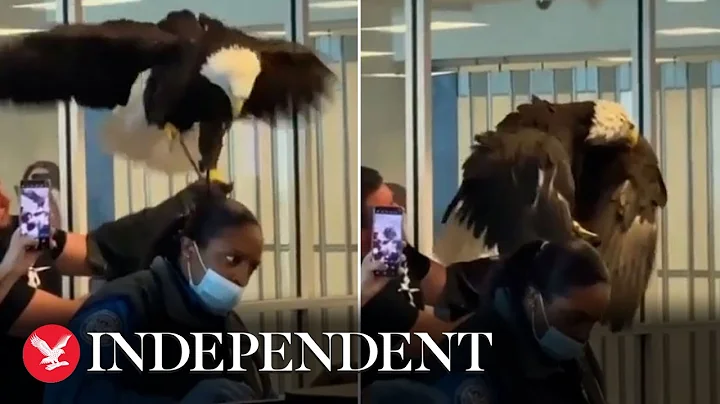 Bald eagle surprises officers during airport security check