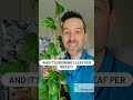 How to Grow an Incredible Number of Leaves on a POTHOS? (Guess What’s the ONLY Difference!)