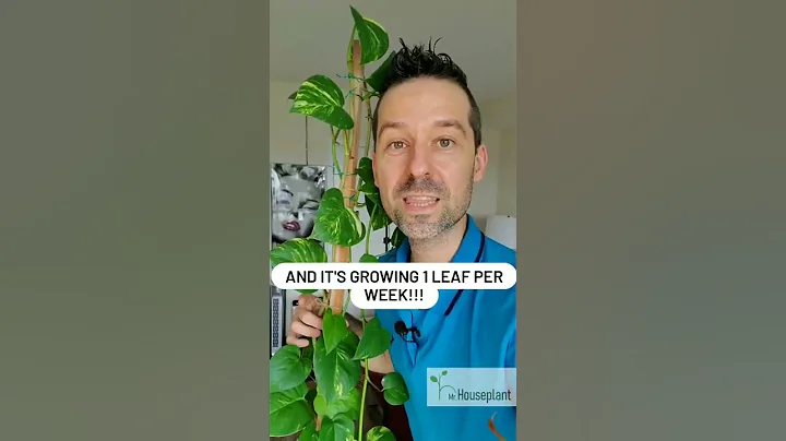 How to Grow an Incredible Number of Leaves on a POTHOS? (Guess What’s the ONLY Difference!) - DayDayNews