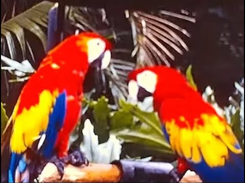 Paradise Park | Honolulu, Hawaii | 1971 - YouTube