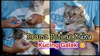 Cara Memotong Kuku Anak Kucing