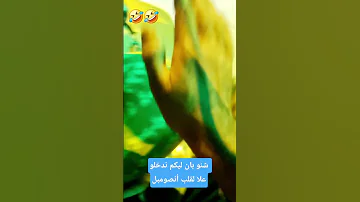 شنو بان ليكم نكلو دلحة أنصومبل 