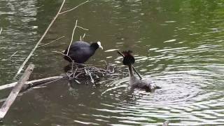 Coot caught stealing from Grebe nest