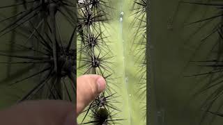 The thorns of a saguaro cactus #arizona #nature  #hiking #mysterious