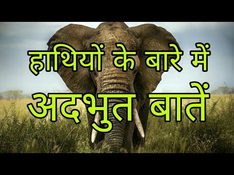 तालिका की रोचक जानकारी || हाथियों के बारे में रोचक तथ्य हिंदी में || दुर्लभ तथ्य