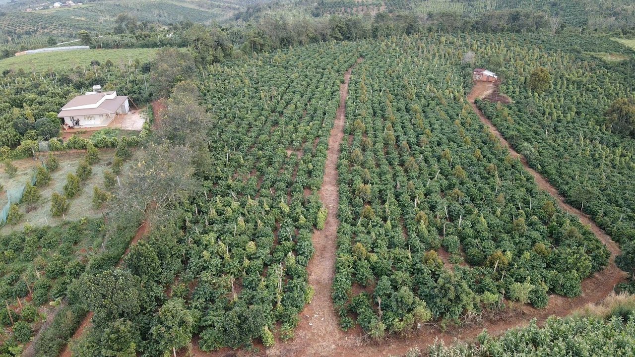 VƯỜN ĐẸP MÊ LY NGUỒN THU MẠNH MUA VÀO THU GẦN 20 TẤN KHÔ LUÔN 4.1 HA AO CÁ TO LH 0979.653.223