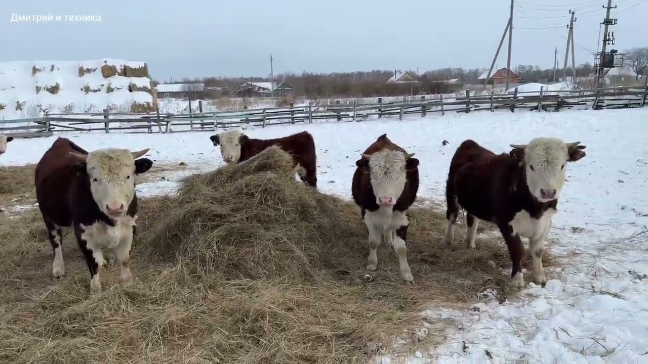 ВОДА ДЛЯ ГЕРЕФОРДОВ ЗИМОЙ