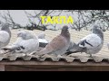 09.12.19. Мои голуби Такла тренировка. My pigeons Takla training