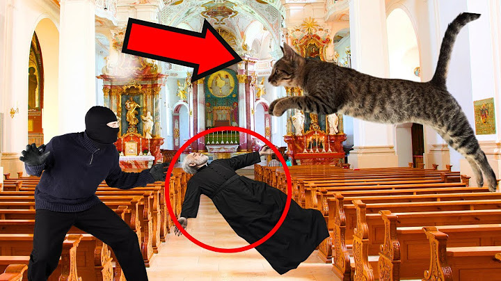 A Priest Was Being Robbed Inside His Church… BUT NO ONE EXPECTED A CAT TO STOP IT