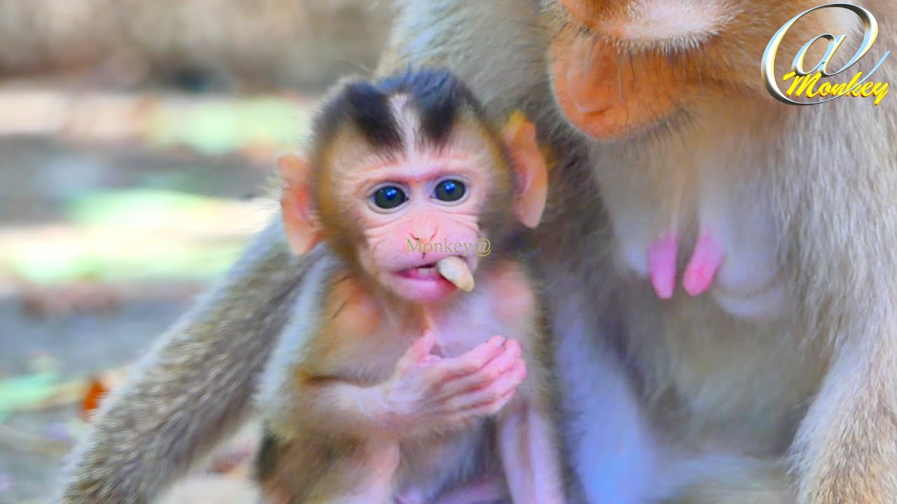Cute baby monkey SABA is learning to eat fruit with his new teeth growing.