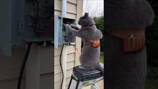 Cat’s First Day as Electrician#cats #shorts #funny #dogs
