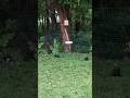 2 Black Squirrels🤩🤩🤩🖤🤩🤩#Squirrel #friends #wildlife #love #nature #thankful