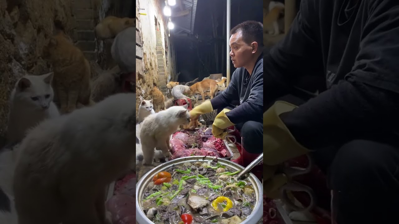 🔴 LIVE：🔥深夜治愈局！养狗日常直播|🔥Live: Daily Life with My Dog - Cute Moments Non-Stop 2026/01/18 