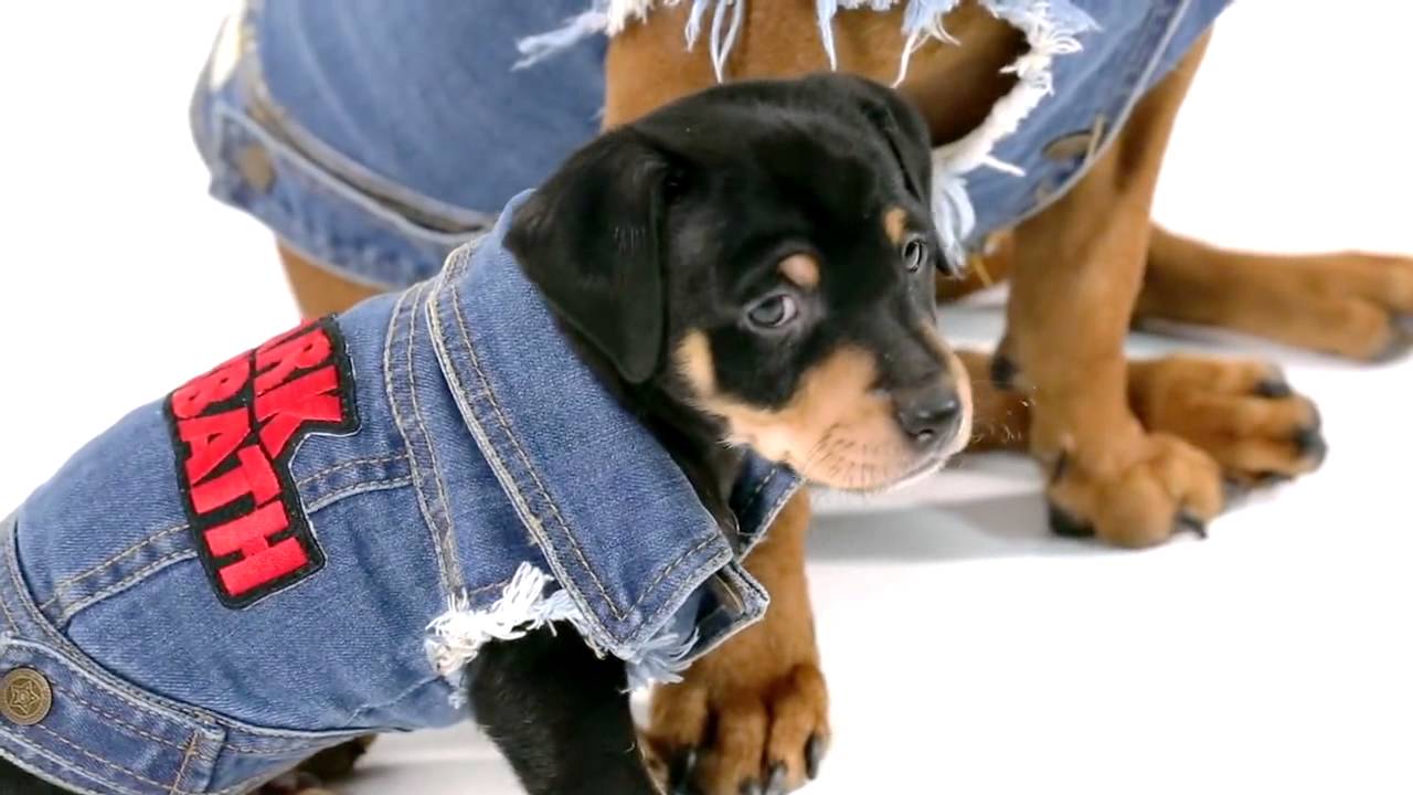 dog jean jacket