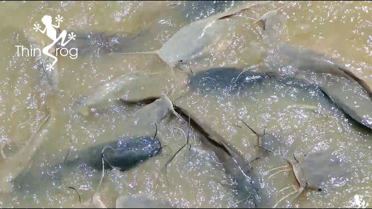 Feeding hungry catfish with bread YouTube