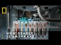 Anthrax How Deadly Is It The Hot Zone Anthrax National Geographic UK
