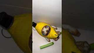 Banana Cat VS Nerf Gun #bananacat